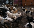 Ναύπακτος: Θα απελευθερώσουν 150 σκυλιά αδιαφορώντας για την τύχη τους (βίντεο)
